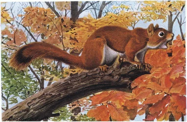 Rotes Eichhörnchen wird einen mächtigen Bären mit der Zunge peitschen